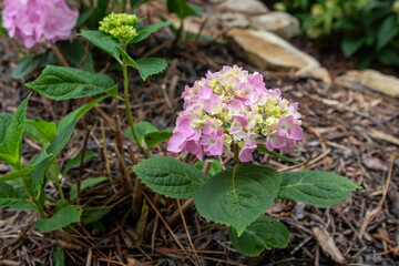 Pink and white hydrangeas plants at the botanical gardens Wichita Kansas