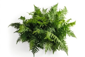 vibrant green ferns flourish, their intricate patterns a testament to nature's artistry.