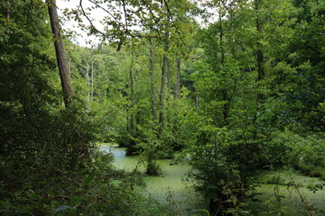 Green Pond in the Jasmund National Park on the island of Rügen