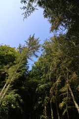 View into the treetops in the Jasmund National Park on the island of Rügen