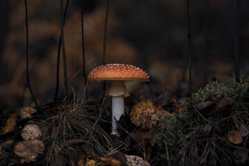 Selective focus fly agaric mushroom in autumn colours forest close up