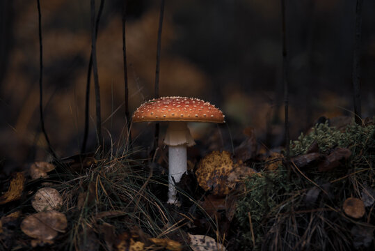 Selective focus fly agaric mushroom in autumn colours forest close up