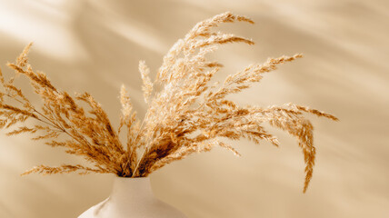 Pampas grass in vase closeup with beautiful sunlight shadows on beige background, bohemian style....