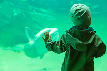 Kleiner Junge staunend vor dem Aquarium