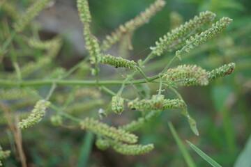 Basilicum polystachyon (Daun sangket). This plant is used to prevent mosquito bites