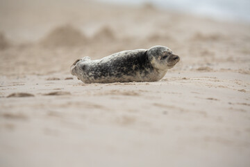 Seehund-Baby wartet auf die Mutter, in Grenen, Skagen, Dänemark