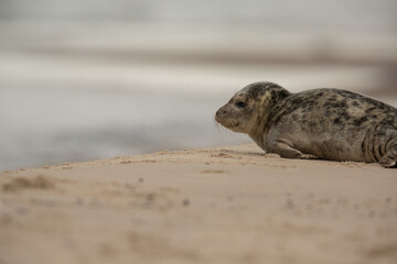 Seehund-Baby wartet auf die Mutter, in Grenen, Skagen, Dänemark