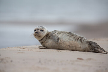 Fototapeta premium Seehund-Baby wartet auf die Mutter, in Grenen, Skagen, Dänemark