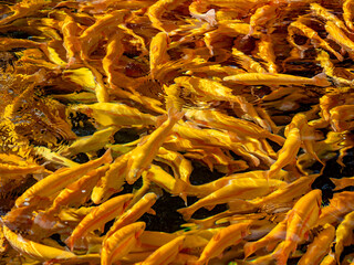 Amberforellen im Fischbecken