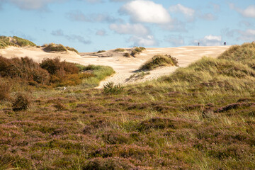 Råbjerg Mile, Sanddüne, Dänemark