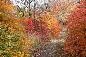 Forest path going deep into the forest. Autumn forest on sunny September day. Bright red and yellow colors of autumn. Selective focus