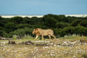 Majestic Young Male Lion Roaming Freely in the Vast African Green Savannah: Symbol of Wild Beauty and Natural Freedom
