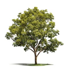 Obraz premium Chinese tallow tree Triadica sebifera on White background, HD