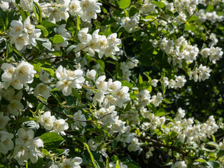 Bowl-shaped white flowers with prominent yellow stamens of the Sweet mock orange or English dogwood (Philadelphus coronarius)