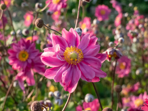 Close-up of the Japanese anemone (Anemone hybrida) 'Pamina' flowering with large, double, deep pink, cup-shaped flowers in the garden