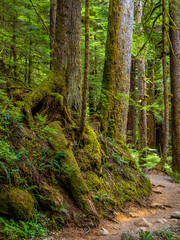 Fototapeta premium Rainforest in Central Cascades Washington Pacific North West