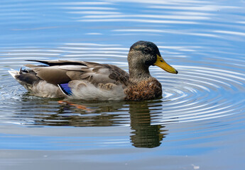 Duck swimming in the water with blue water reflection