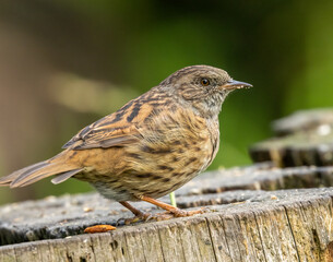 Close up of small brown bird, Dunnock, on an old wooden stump in the woodland with natural forest...