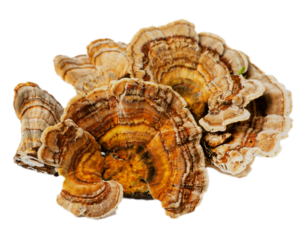 Turkey tail mushroom transparent