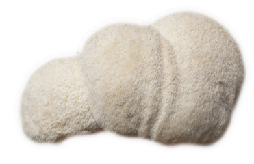 Lions mane mushroom transparent