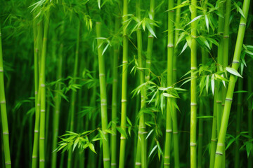 Fototapeta na wymiar Tropical Bamboo Paradise View