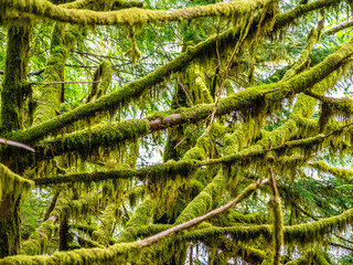 Rainforest in Central Cascades Washington Pacific North West - obrazy, fototapety, plakaty