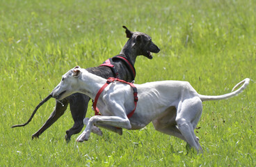 windhunde draussen