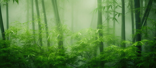 Tranquil Bamboo Woodscape