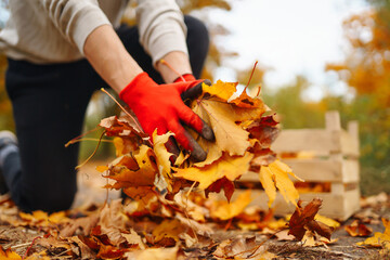 Male hands collect and put yellow fallen leaves in a basket. Close-up of a collection of leaves in an autumn park. Concept of volunteering, cleaning, ecology.