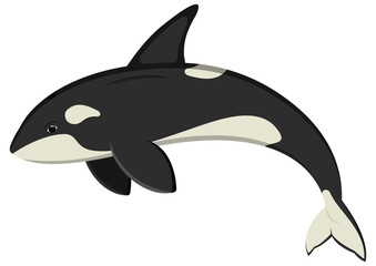 Fototapeta premium Ocean orca cartoon character. Vector illustration of killer whale isolated on white background