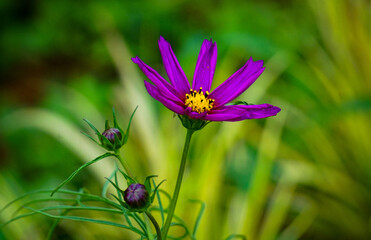 Macro shot of flowers