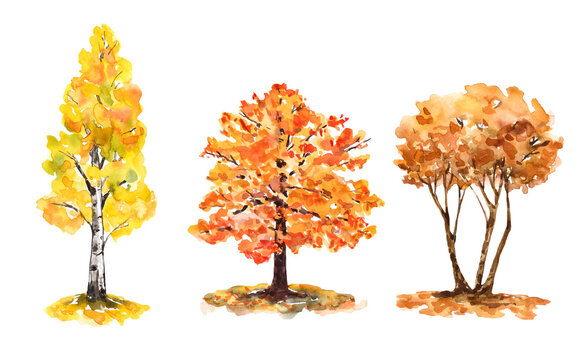 Watercolor autumn trees set. Tree with yellow and orange foliage. Hand-drawn botanical illustration. natural elements, isolated on a white background.