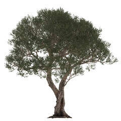 Big tree isolated on transparent background