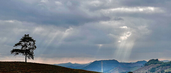The scenic view of tea gardens in Hangzhou, China, under dark and overcast skies with heavy clouds