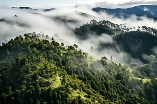 Aerial view of Fanal Forest, part of Laurisilva forest, Madeira, Portugal, with low clouds and trees. Generative AI