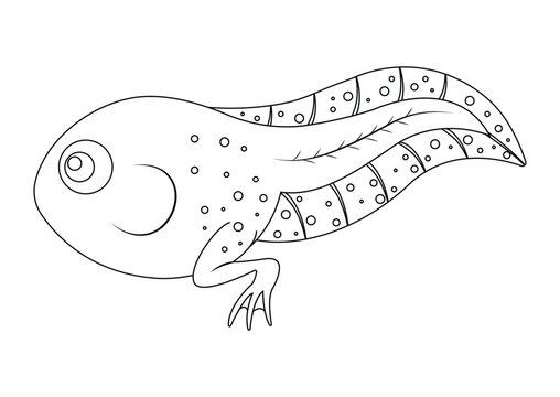 black and white tadpole drawing clip art preview