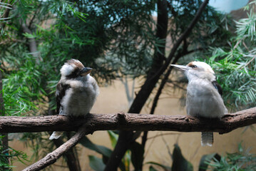 Pair of Laughing Kookaburras Sitting on a Branch