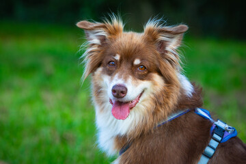 portrait of a cute australian shepherd dog