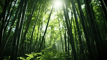 Obraz premium Low angle view of green reeds in a bamboo forest