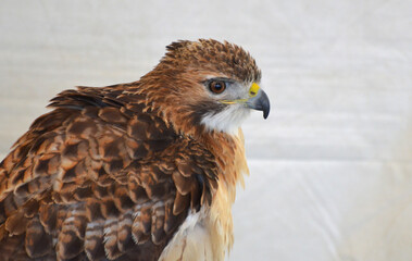 Stunning Look at a Large Falcon Bird