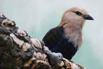 Striking White Headed Kingfisher Bird on a Log
