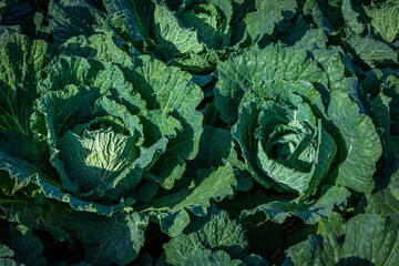 two savoy cabbage plants growing side by side