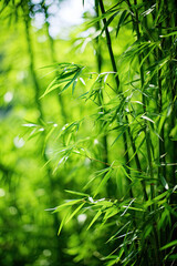 Obraz premium Low angle view of green reeds in a bamboo forest