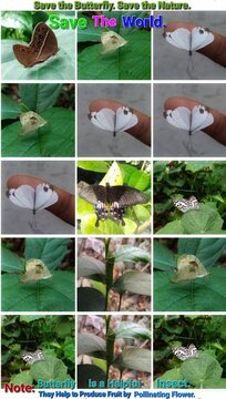 Save the Butterflies. Butterfly is a helpful insect who help to produce fruit by pollinating flower.