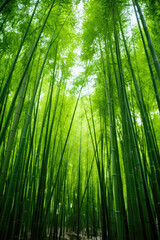 Fototapeta premium Low angle view of green reeds in a bamboo forest