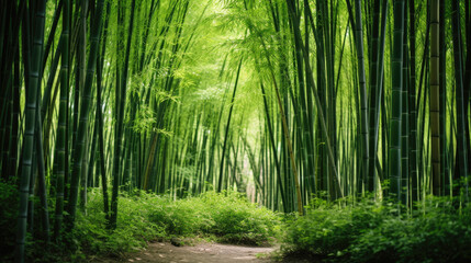 Lush greens and strong vertical lines of trees in a bamboo grove.