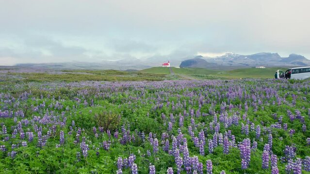 Beautiful holy Ingjaldsholl church in foggy on hill with lupine flower blooming during summer at Snaefellsnes, Iceland