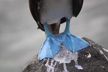 Blue-Footed Booby feet - Galápagos Islands