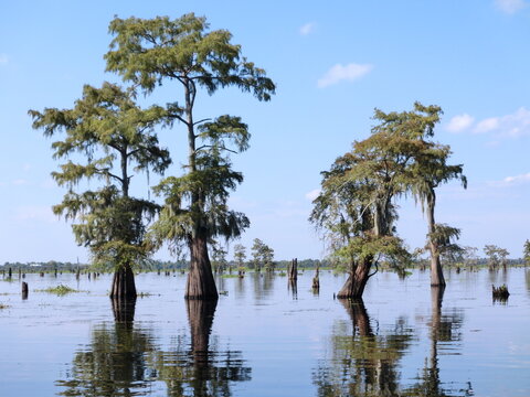 Sumpflandschaft mit Zypressen in Louisiana