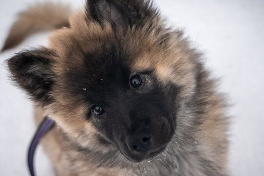 Close-up of Eurasier puppy dog in the snow looking at the camera